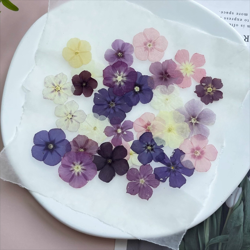 12個、半透明ニッチフロックス押し花 - 写真フレーム/樹脂 - Baby Products Decoration のレビューと価格