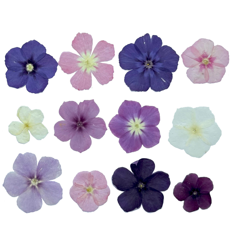 12個、半透明ニッチフロックス押し花 - 写真フレーム/樹脂 - Baby Products Decoration のレビューと価格